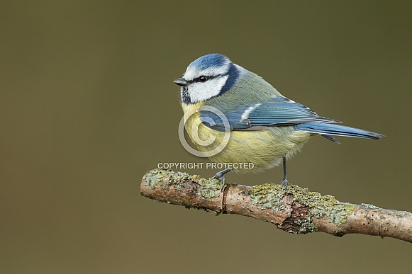 The Eurasian blue tit (Cyanistes caeruleus)