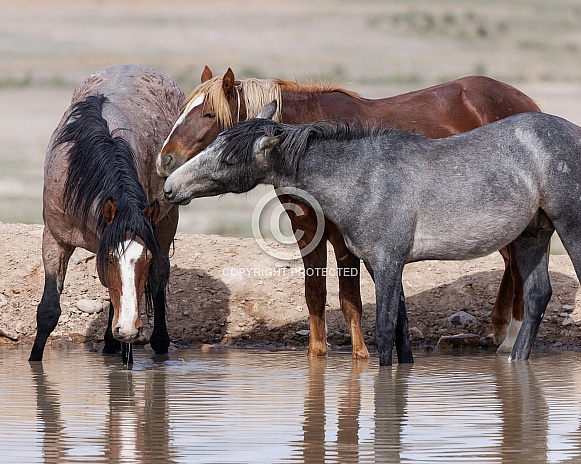 Wild Horse— Onaqui Mountains, Utah Wild Horse— Onaqui Mountains, Utah