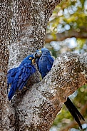 Hyacinth macaw in the nature habitat