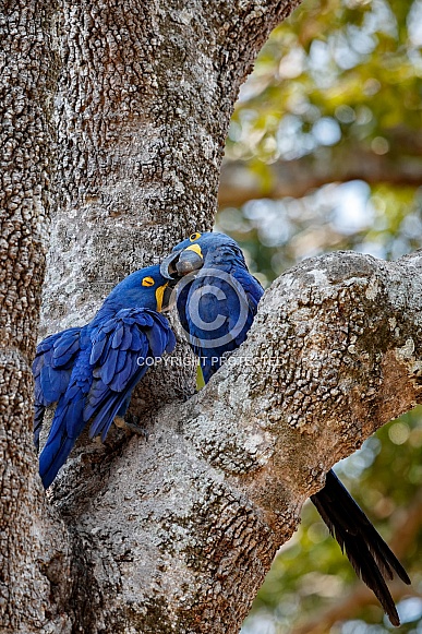 Hyacinth macaw in the nature habitat