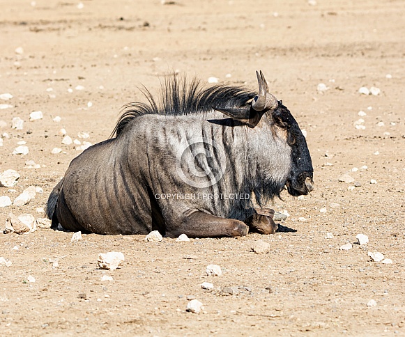 Blue Wildebeest