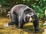 Spectacled bear walking in the water
