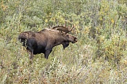 The moose or elk (Alces alces)