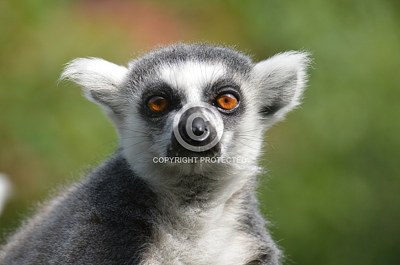 Ring Tailed Lemur Ring Tailed Lemur