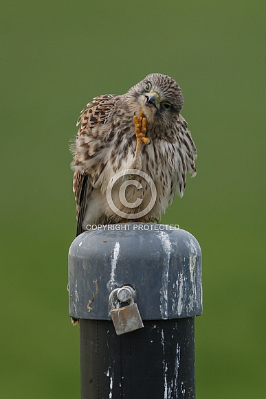 The common Kestrel