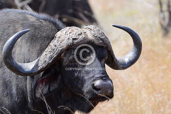 Buffalo