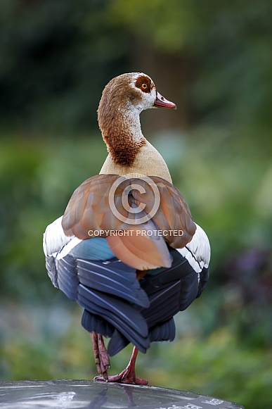 Egyptian Goose (Alopochen aegyptiaca) Egyptian Goose (Alopochen aegyptiaca)