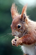 Red Squirrel