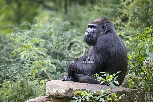 Western Lowland Gorilla (Gorilla Gorilla Gorilla) Western Lowland Gorilla (Gorilla Gorilla Gorilla)