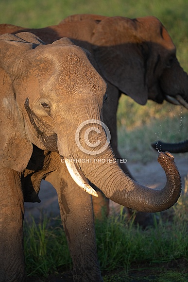 African Elephant at Sunset
