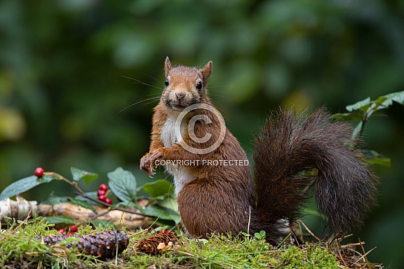 Red Squirrel Red Squirrel