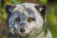 Arctic fox portrait