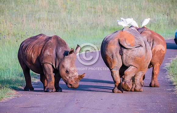 White Rhino White Rhino