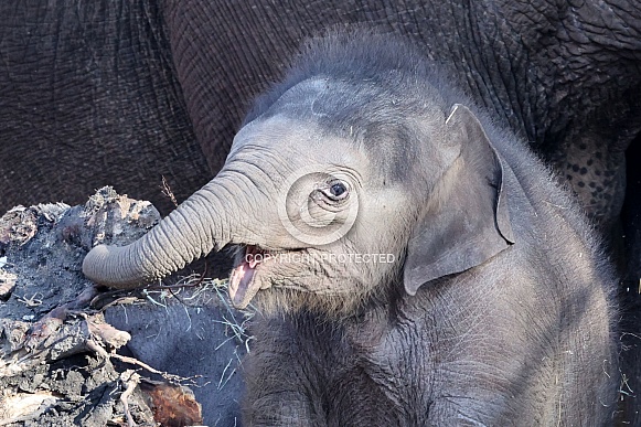 Indian elephant (Elephas maximus)