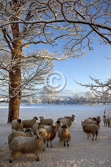 Winter Snow and Sheep - England Winter Snow and Sheep - England