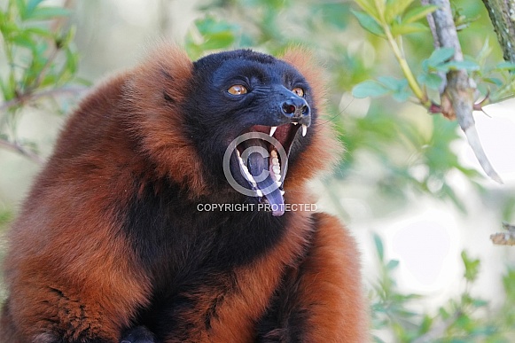 Red Ruffed Lemur Red Ruffed Lemur
