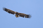White tailed eagle or European Eagle