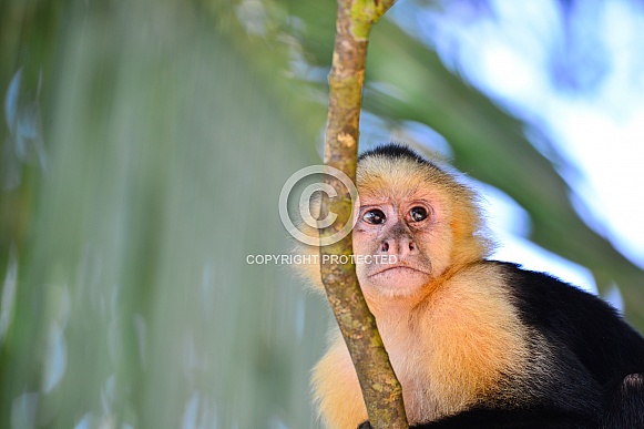 Capuchin monkey 1 Capuchin monkey 1