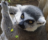 Lemurs