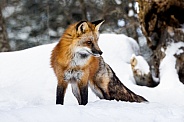 Red Fox