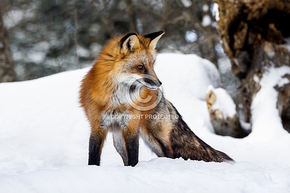 Red Fox