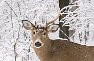The one antlered white tailed deer in the snow