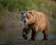 Female bear with light brown coat at the river