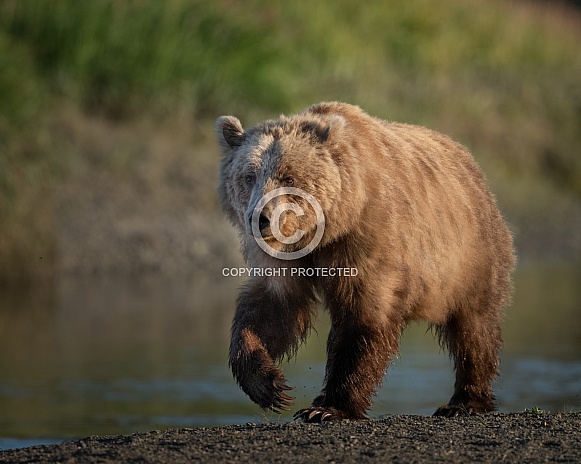 Female bear with light brown coat at the river