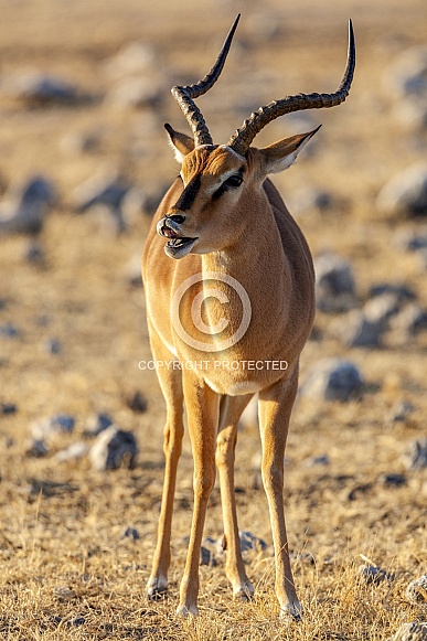 Black Faced Impala - Namibia Black Faced Impala - Namibia