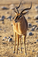 Black Faced Impala - Namibia
