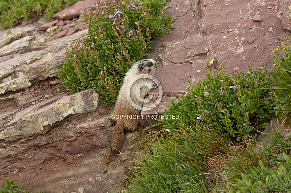 Hoary Marmot in alpine meadow Glacier NP Montana