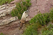 Hoary Marmot in alpine meadow Glacier NP Montana
