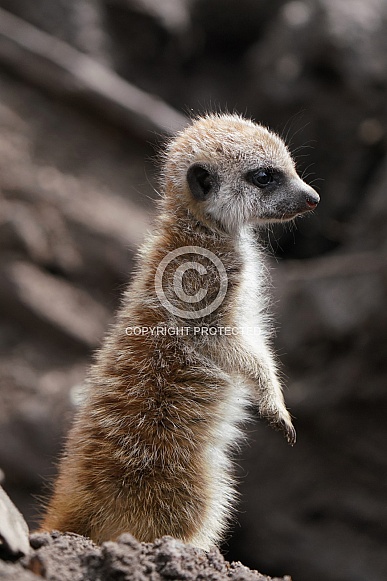 Meerkat