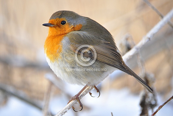 Robin