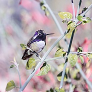 Costa's Hummingbird (Male)