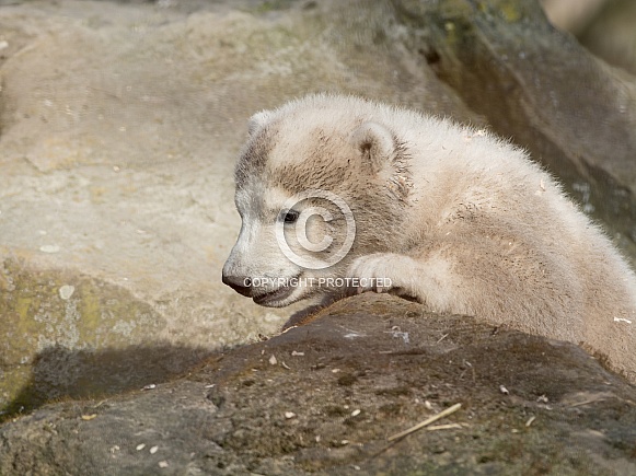 Polar Bear Cub Polar Bear Cub