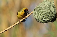Southern Male Masked Weaver.