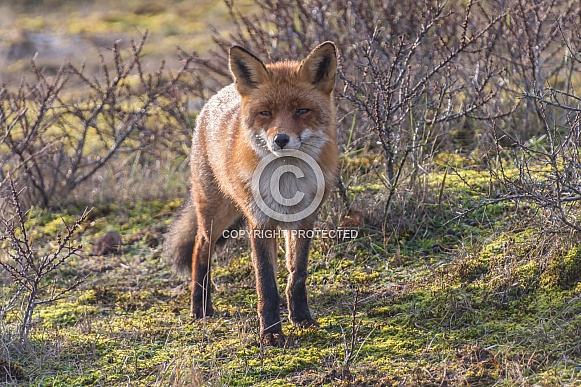 Red Fox Red Fox