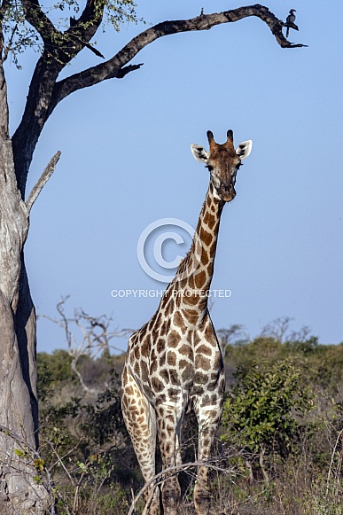 Giraffe (Giraffa camelopardalis)