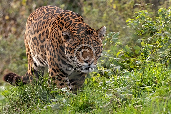 Jaguar Full Body Walking Through The Grass
