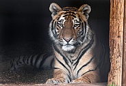 Amur Tiger Cub Resting Lying Down