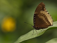Butterfly Euploea core