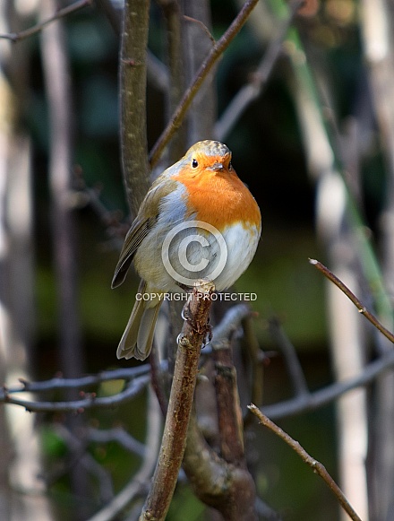 Robin