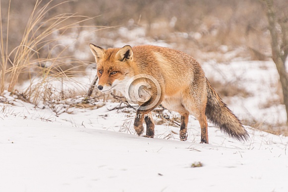 Red Fox