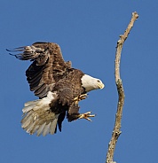 Bald Eagle