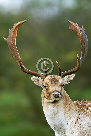 Fallow deer