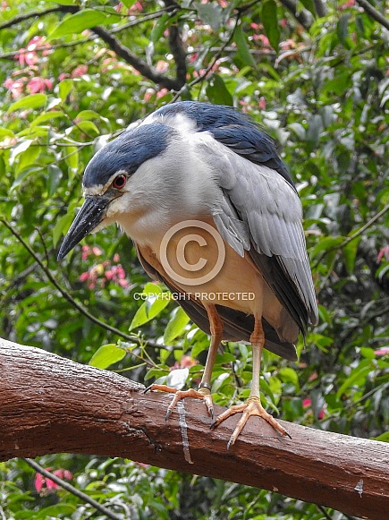 Black-crowned Night-Heron