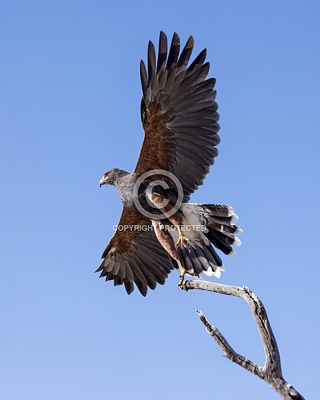 Harris's Hawk