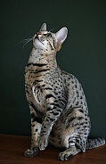Savannah cat Gaia