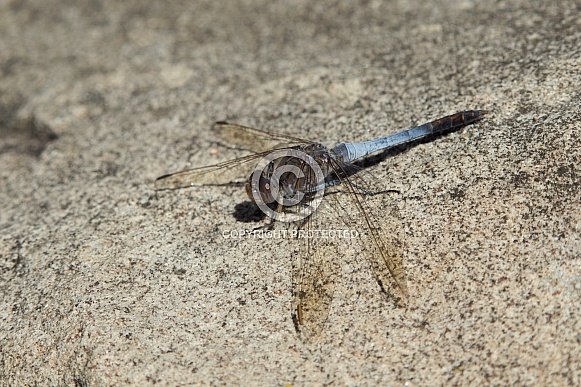 Blue skimmer dragonfly (wild).